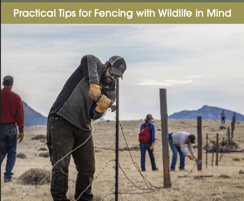 A Wyoming Landowner’s Handbook to Fences & Wildlife